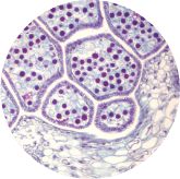 Synevra UltraLift  ingrediant